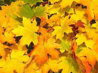 Cusworth Autumn Art for families