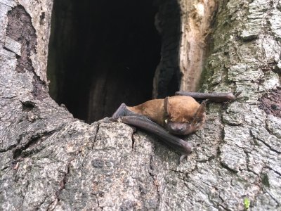 Bat Ecology and Survey Workshop