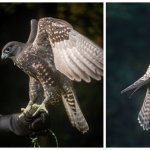 Falconry Photography with Woodland Hawking - March