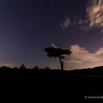 Perseid meteor shower in Cassiobury Park