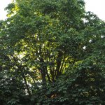 Vintry Garden Tree Stories: a walking tour