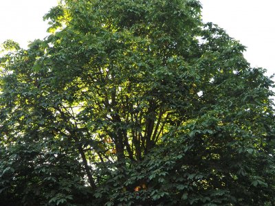 Vintry Garden Tree Stories: a walking tour