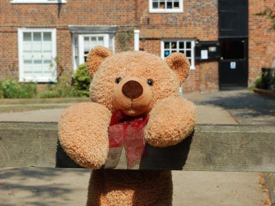 Virtual Teddy Bear Fun Day