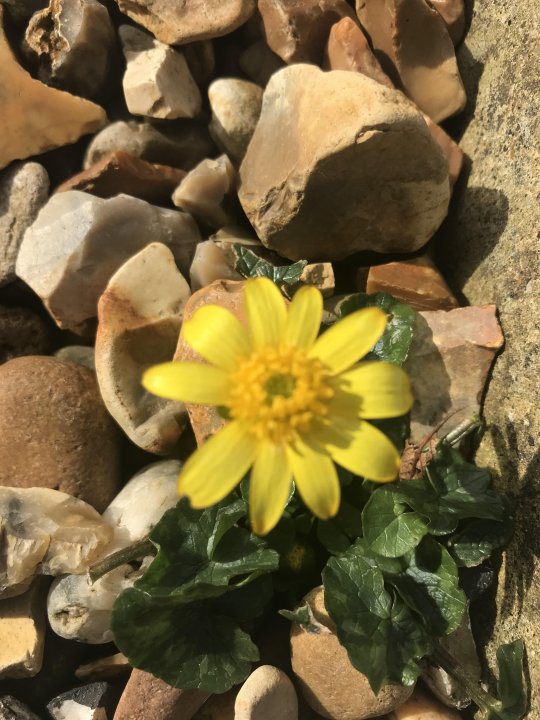 Flower in the gravel