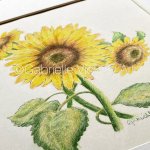 Original Coloured Pencil Illustration - Three Sunflowers.