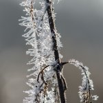Winter Garden Photography