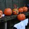 Pumpkin Trail &amp; Treats - tickets now on sale / <span itemprop="startDate" content="2013-08-29T00:00:00Z">Thu 29 Aug 2013</span>