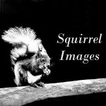 Squirrel Images / Greetings cards and photographic prints