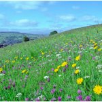 Flower meadow