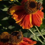 Making honey while the sun shines