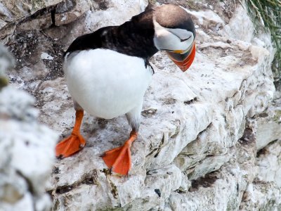 Puffin pic