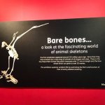 Bare Bones Exhibition