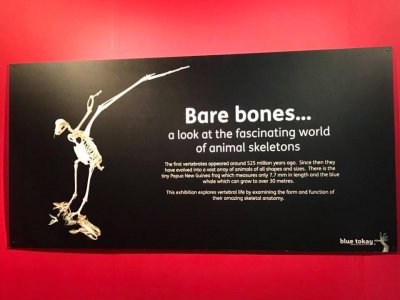 Bare Bones Exhibition
