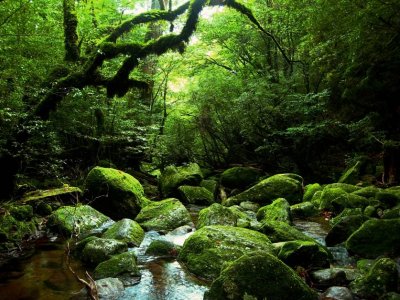 Nature and Wilderness Therapy