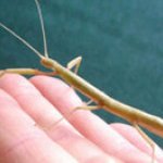 Stick Insects: Free Drop-in Activities