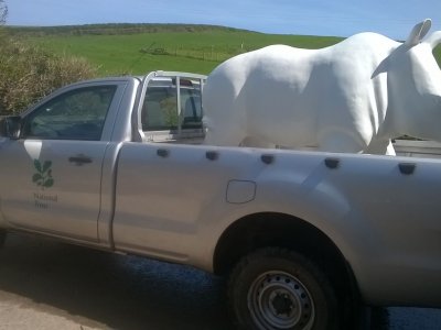 The Great Big Rhino Trail