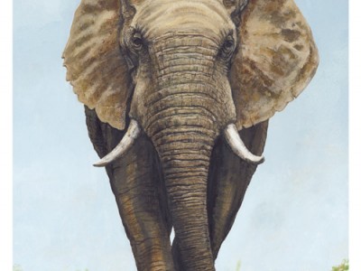 Wildlife in Watercolour