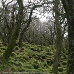 Among ancient oaks