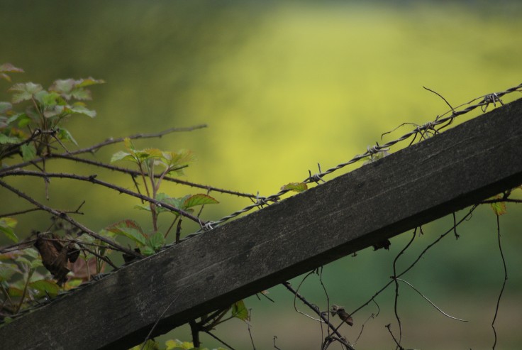 Barbed Wire