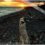 Beach Tree