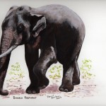Bondla Elephant