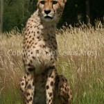 Cheetah