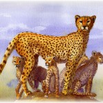 Cheetas