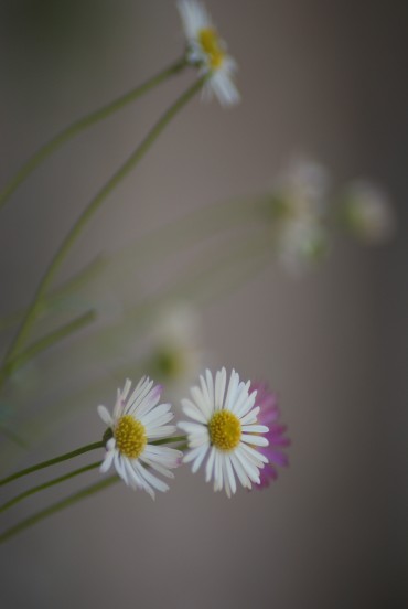 Daisies
