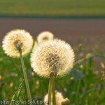 Dandelion