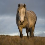 Dartmoor Pony