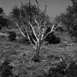 Dartmoor Tree