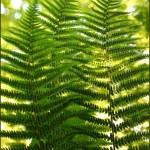 Devon Green Fern