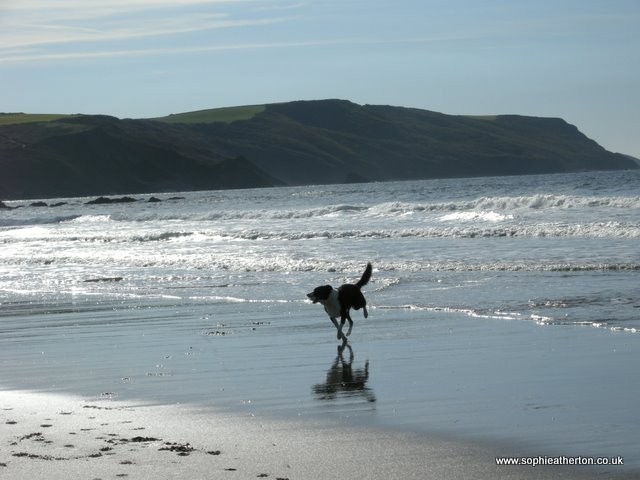 Dog and beach