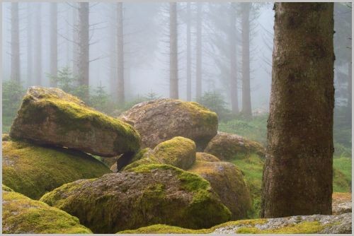 Foggy Morning at Bellever, Dartmoor