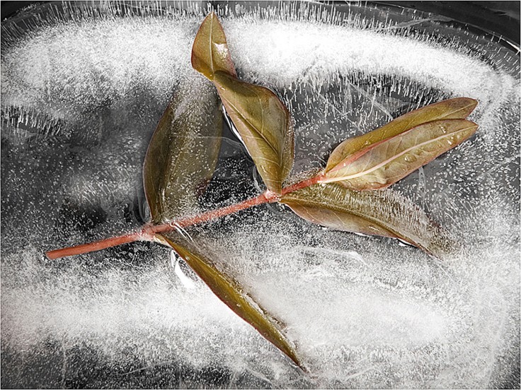 frozen leaf