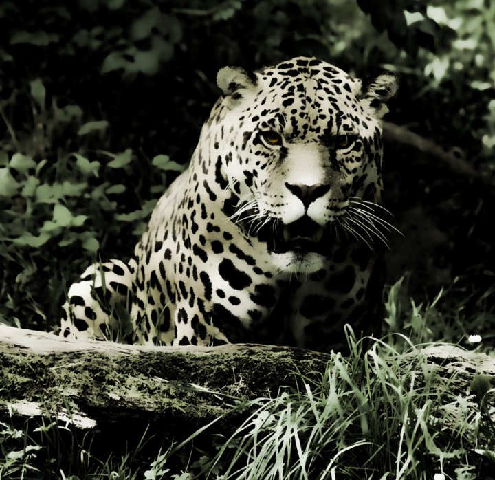 Jaguar Beauty