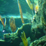 Kelp in National Marine Aquarium