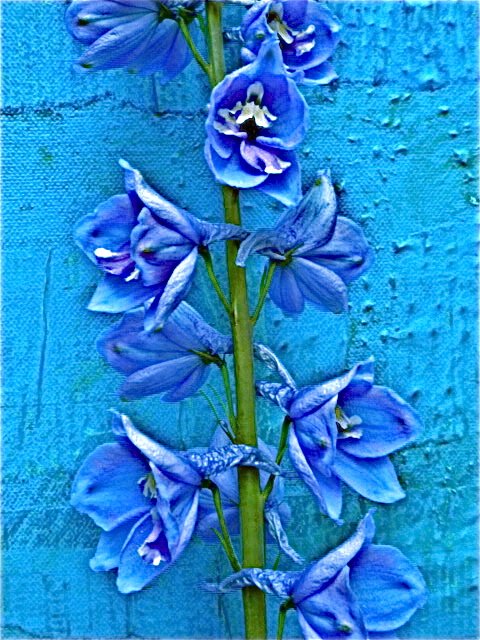 Larkspur 3