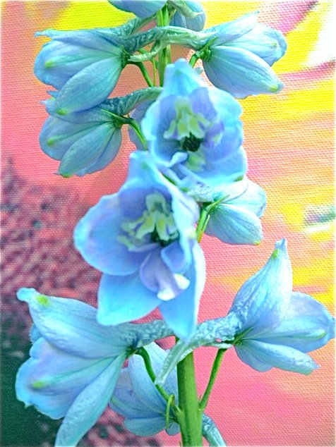 Larkspur 5