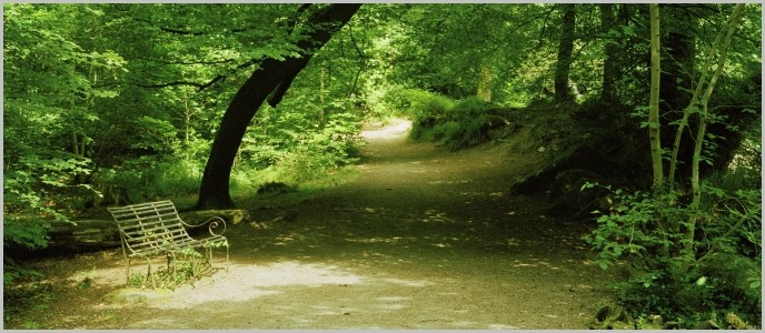 Long Timber Woods 2, Ivybridge