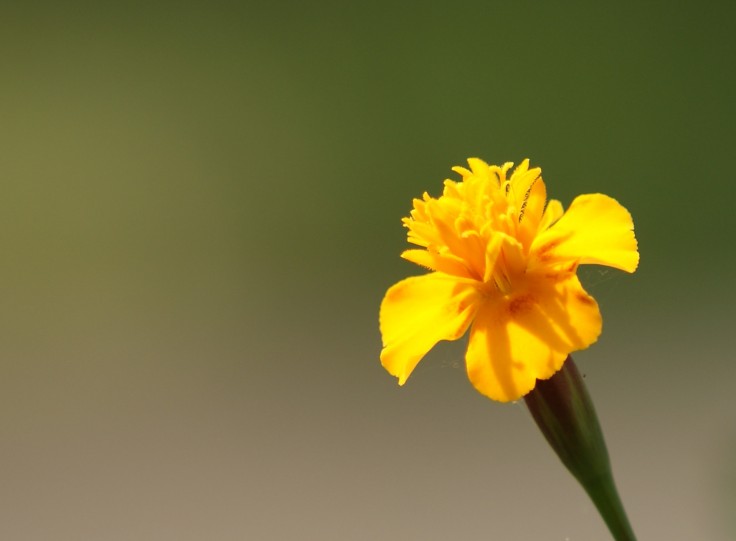 Marigold