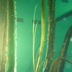 New large Kelp. Pool Tests