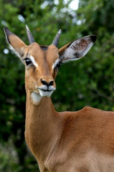 Nyala/Impala.. Deer? Something to that effect!