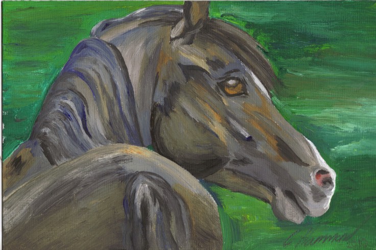 pasha, arab stallion