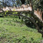 Pheasant Apple Tree (close up)