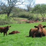 Red ruby cows grazing the SSSI at Occombe Farm