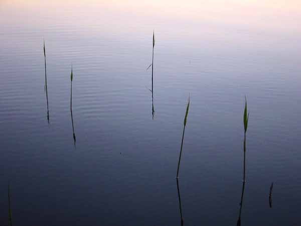 Reeds on a Swedish Lake