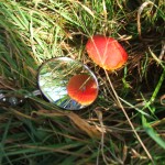Reflecting a Toadstool