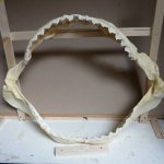 Replica Shark Jaw 