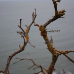 Rusty lichen